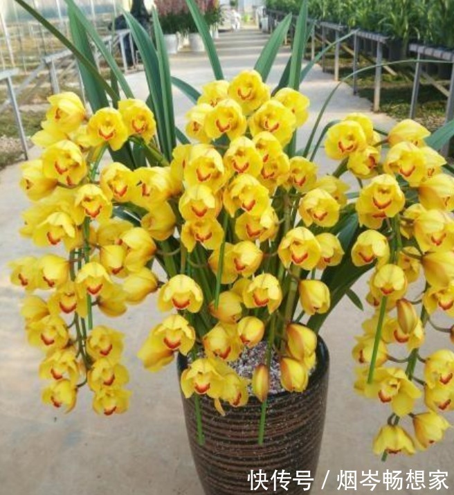 最受欢迎的“5种花”,好养又漂亮,开花还特漂亮,新手也养得好