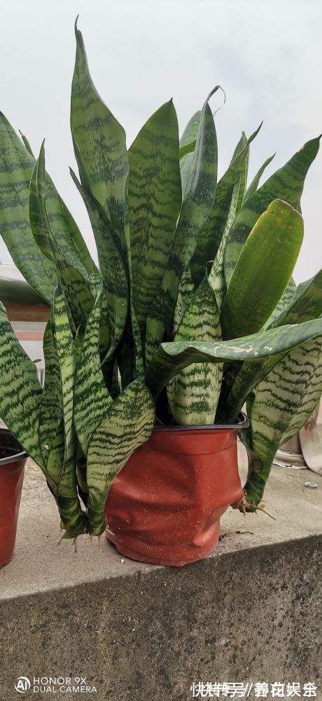 3种花喜欢“穷养”,塞进小花盆、少浇水,才能越涨越旺