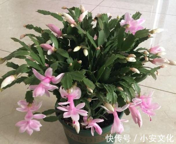 秋季来临，“2种花”现在扦插，一周就生根，进入冬季就开花