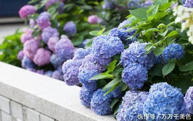 无尽|养绣球花却不会调色?你算是白养了!无尽夏调色攻略