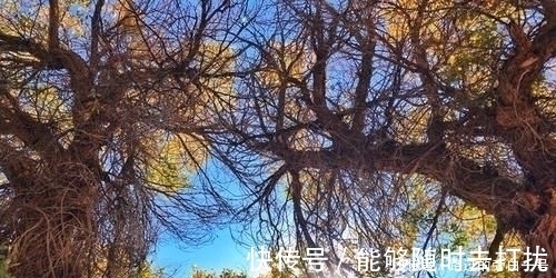 额济纳|当今世界仅存的三大原始胡杨林之一，大漠上的一颗亮丽的明珠