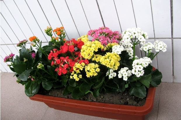 少养2盆绿萝,此花也要多养2盆,花开180天,净化空气是绿萝5倍!