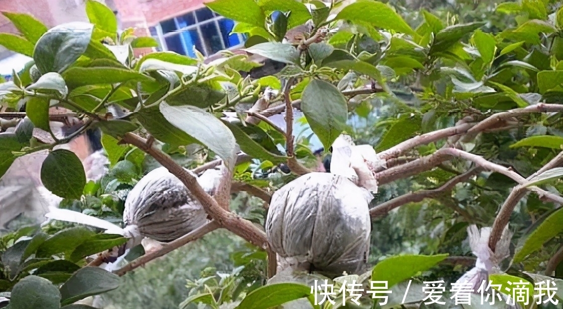 养花技术活:怎么“高压”扦插育苗,让枝干长出根须?