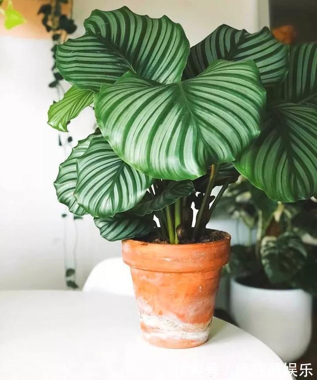 室内盆栽6种耐阴花,高端上档次,叶子越长越大!
