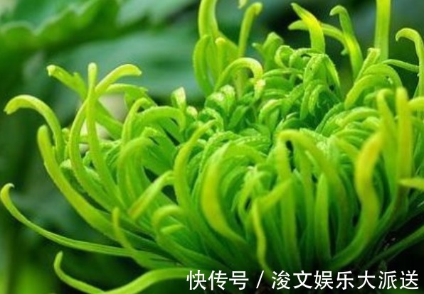喜欢菊花，首选“优良名菊”绿朝云，花似惊鸿起舞，晶莹碧绿
