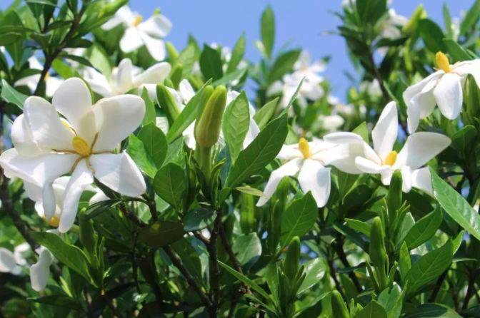 栀子花海|【花开浙闽，“栀”等你来！】泰顺这个网红打卡地，再也藏不住了！