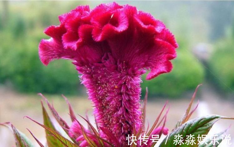 山茶花|几款艳丽的花卉,漂亮又好闻,花开芳香四溢,养在家中香飘满屋