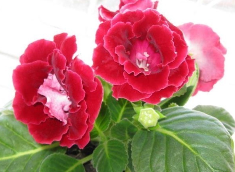 区别|早上、中午、晚上浇花“区别大”难怪总是养不好花,要这样浇!