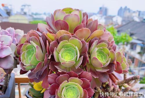 花友会|夏天多肉总是掉叶子?3个原因引起,及时了解预防,肉肉安全度夏