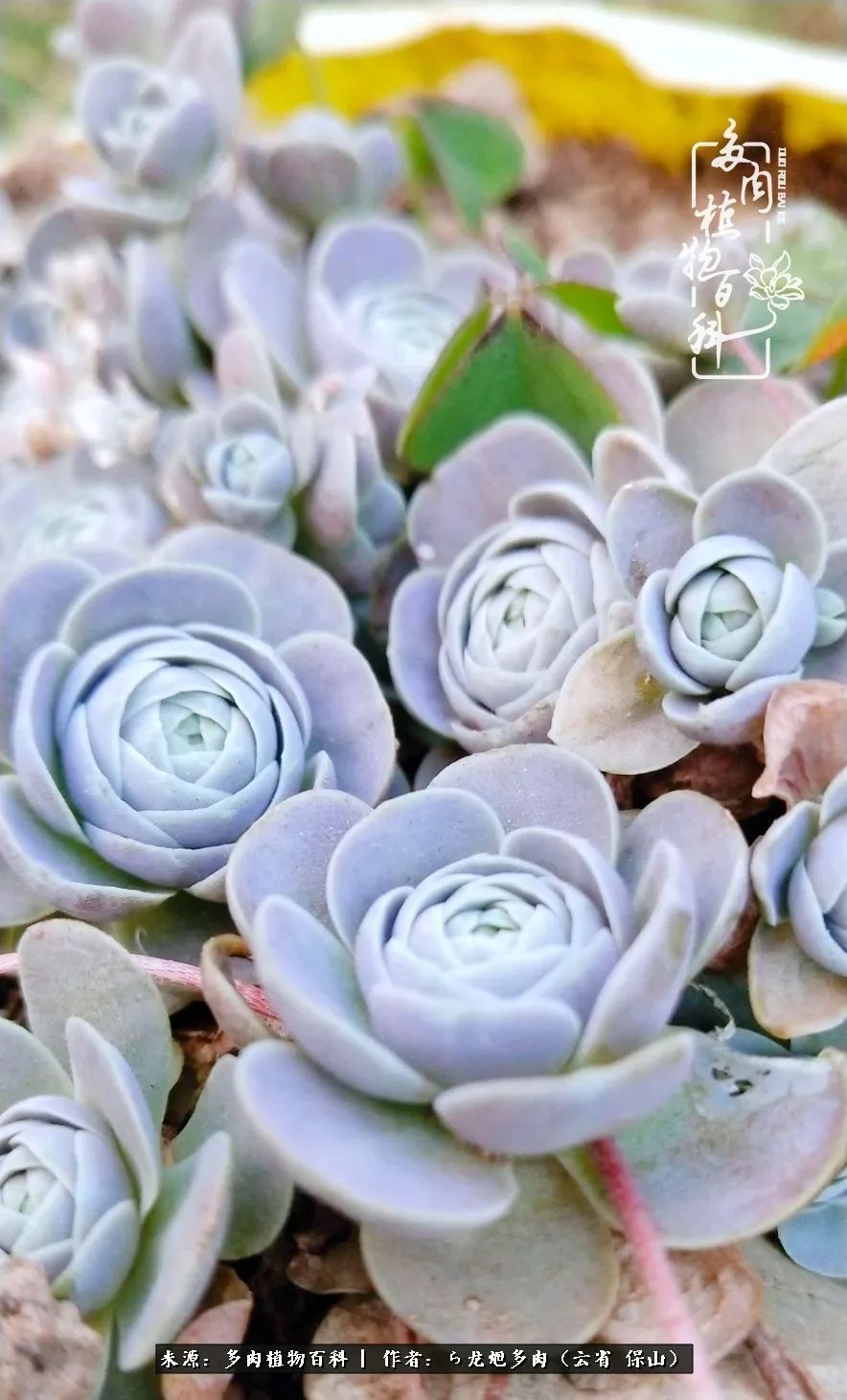 叶片|美了，美了！当秋天的风吹向你我的多肉！