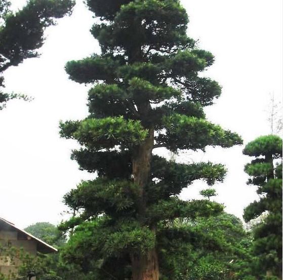 枝繁叶茂|乡下村长家门口有棵“镇宅树”,几波盆景人想买,怎么说都不肯卖