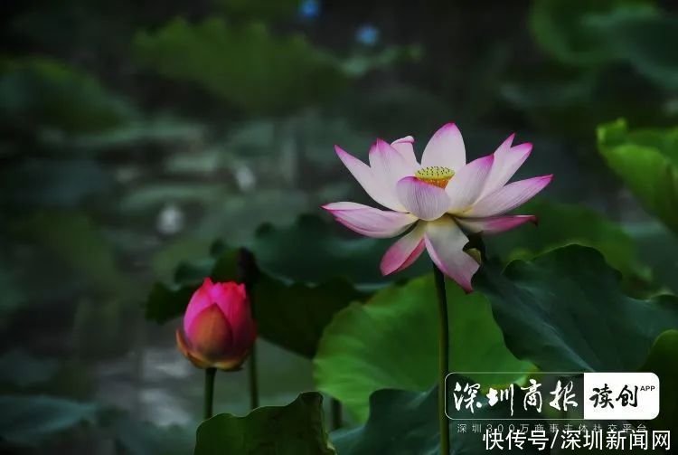 疫情|荷花、紫薇、凤凰木盛放！深圳公园端午游园攻略来了