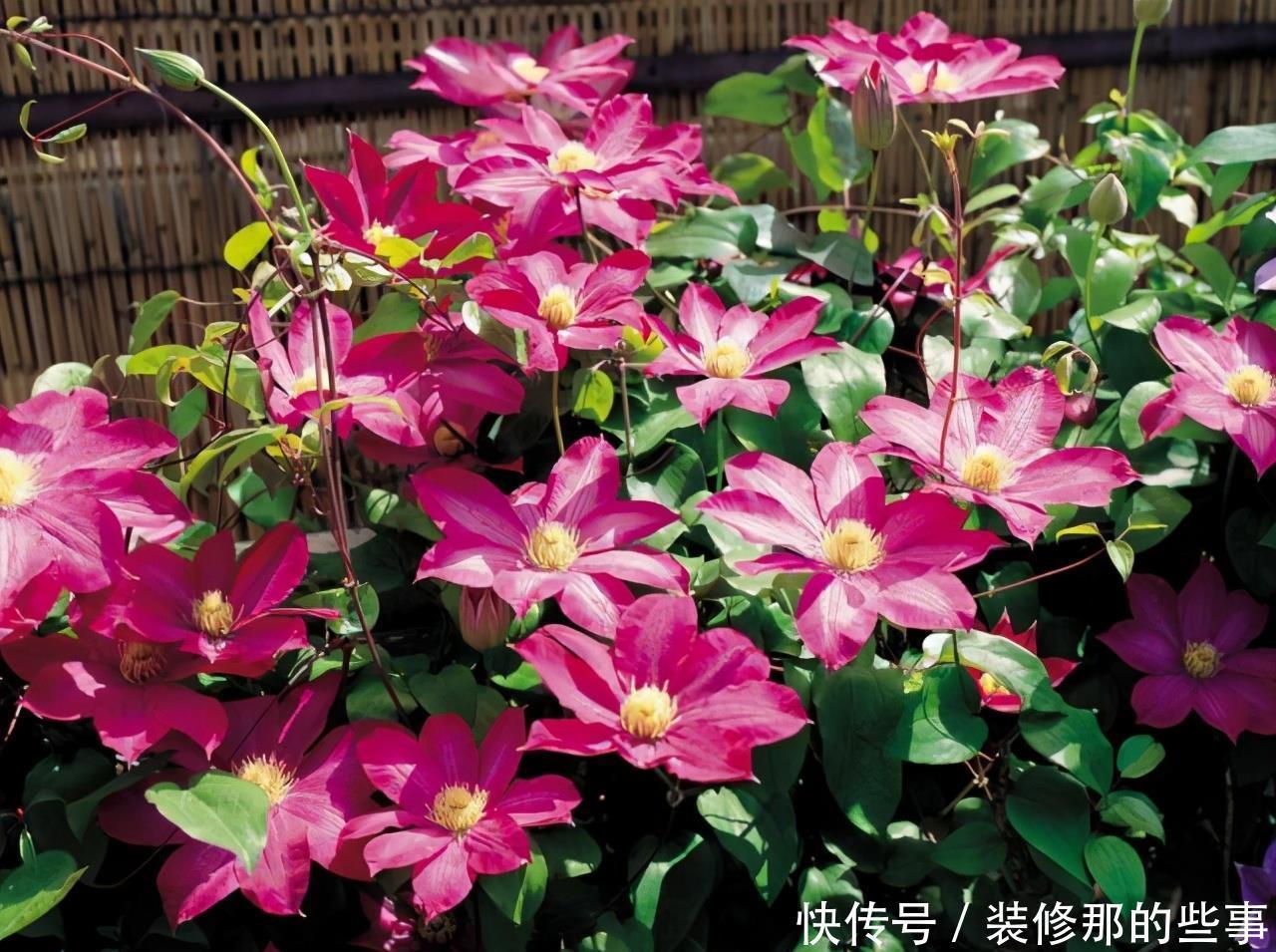 想要打造“高级”花园,春天种上“4种花”,颜值高,爱开花