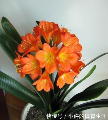 想要君子兰顺利开花,12月做好这几件事,花箭花苞长不停