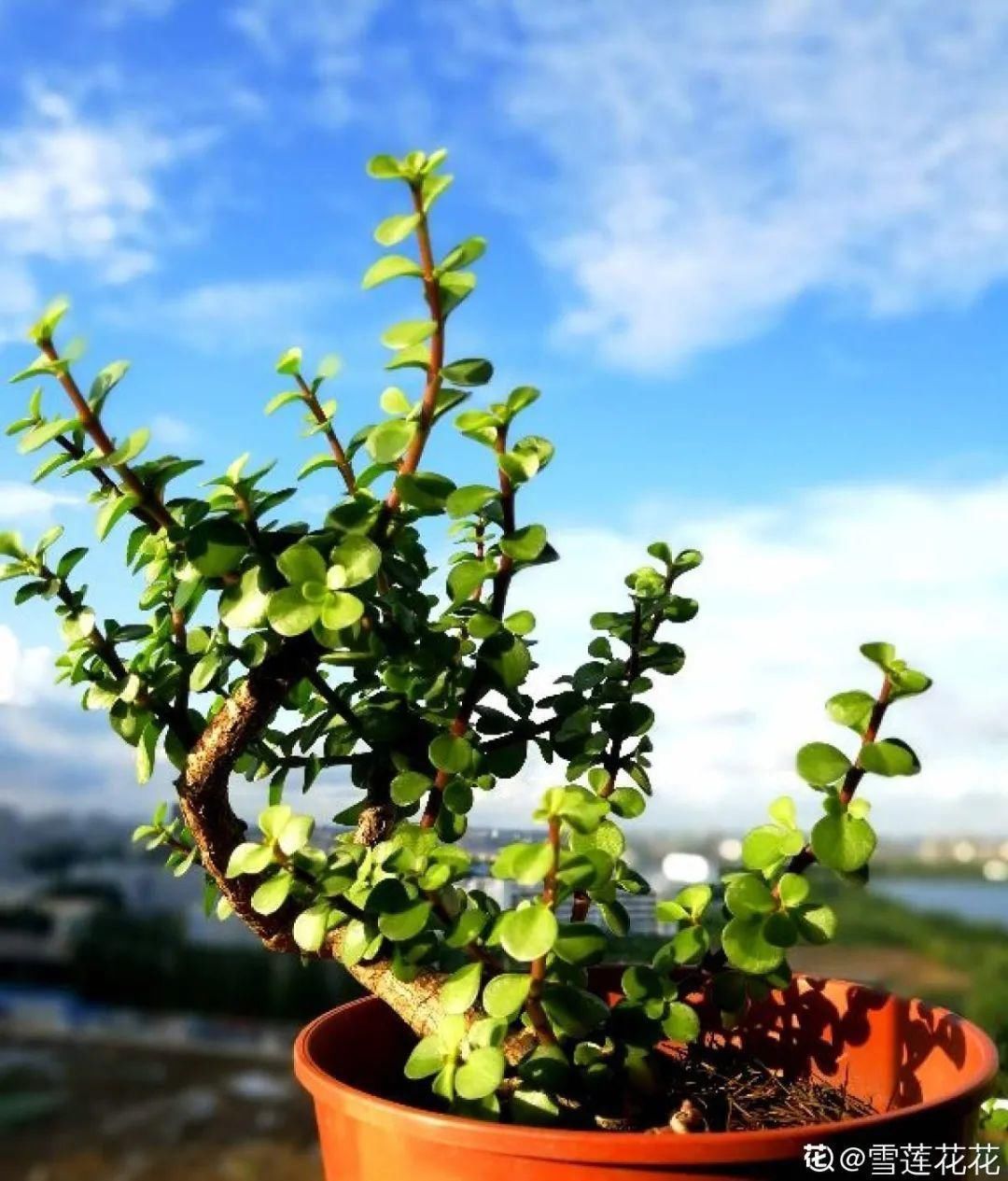 金枝玉叶开花了,真花长这样,很多人没见过