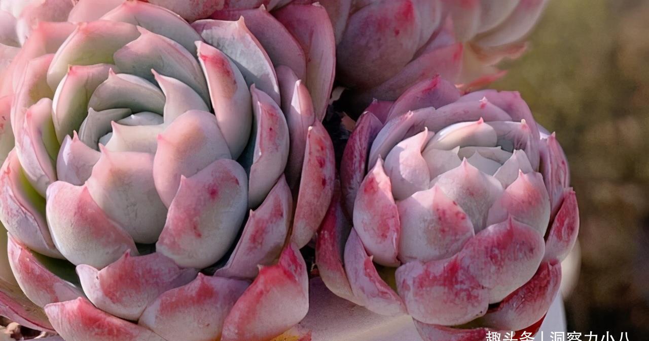 这“三多肉”入冬就开挂,叶片自带“香气”,遇水疯长憋成小老桩