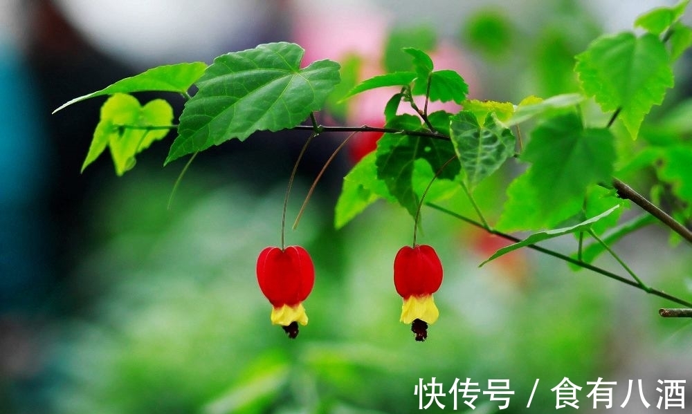 贝母|美丽而奇特,这些花的造型是你极少见到的,有你认识吗?(上)