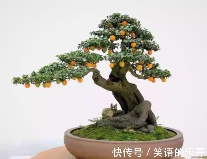 农历10月2日霜降后,养什么花?以下3种花,平安顺利幸福快乐