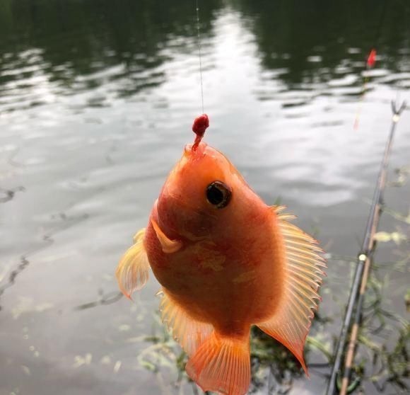 这鱼在漠阳江快泛滥了,钓鱼人:到处都是,所幸还好吃