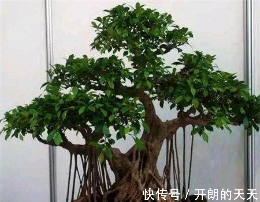 养护|榕树盆景要想美不胜收，几个管理耍起来
