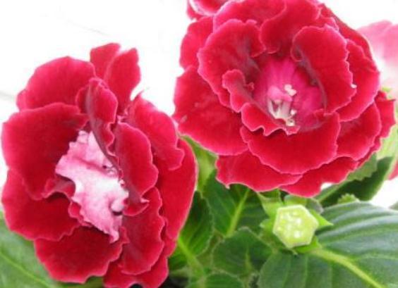 养好大岩桐,除了浇水,还要会用“它”,花苞大又多,开花“旺”