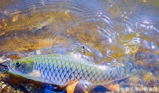 草鱼和鲤鱼的后代？这种怪鱼只有西南地区才有，人称“青竹鲤”