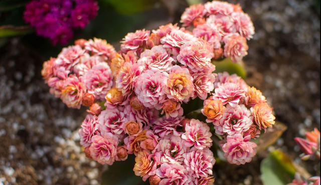 长寿花开成一个大“灯笼”,是怎么做到的?5个要点,缺一不可