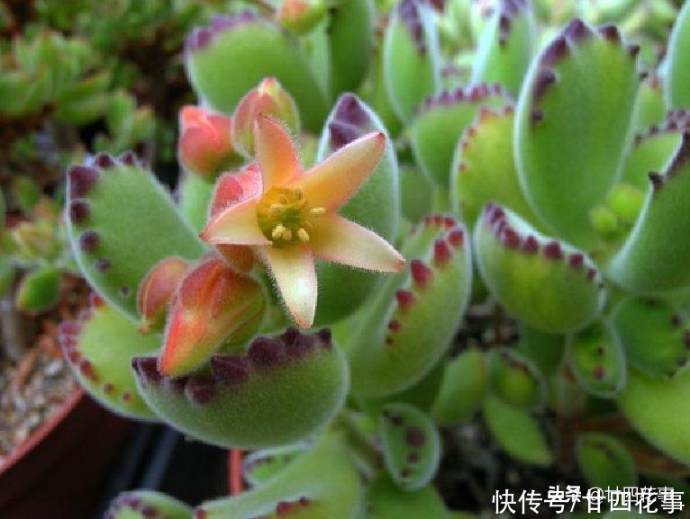 多肉熊童子长得慢？别误解它，春天做好5件事，小熊蹭蹭变大熊