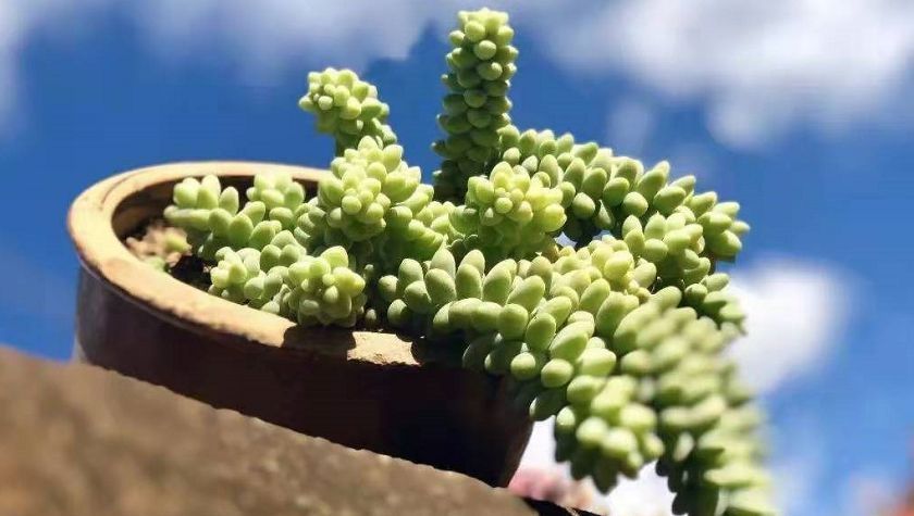 解析多肉养殖技巧:如何将玉缀“小苗”养成“瀑布”?