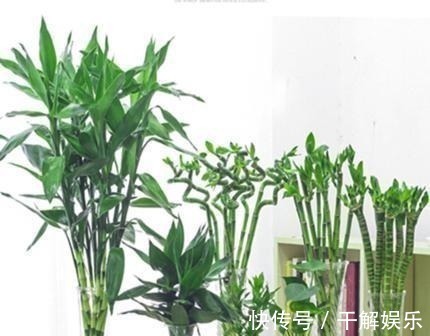 这些花最讨厌太阳,越阴凉越爆盆,还能开满花!