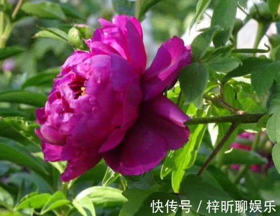 新手养花,不如养盆花中精品“岛大臣”,花团锦簇,花枝招展