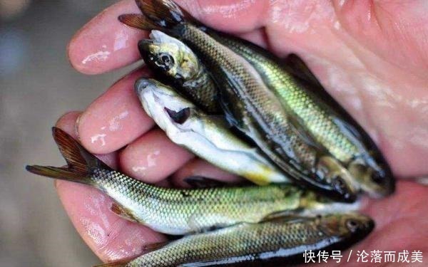 这鱼3年才长9厘米,常常被误认为小杂鱼,营养丰富,遇到别错过