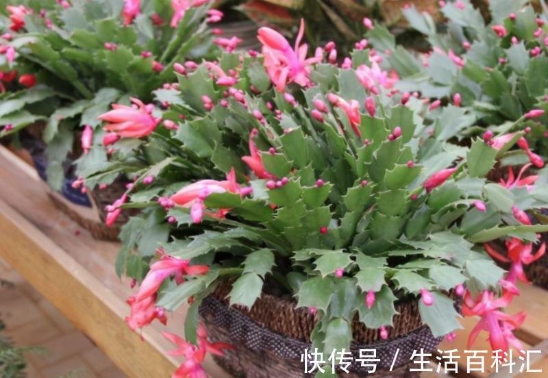 新手养多肉蟹爪兰 学会浇水事半功倍 用一根木筷子轻松解决 粉紫色