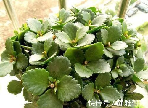 养长寿花,想要开花爆盆,“修剪”不能少,做好一次能开千朵花