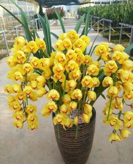 大花蕙兰好看但难养做好“3小步”,花期过后再开花,花团锦簇