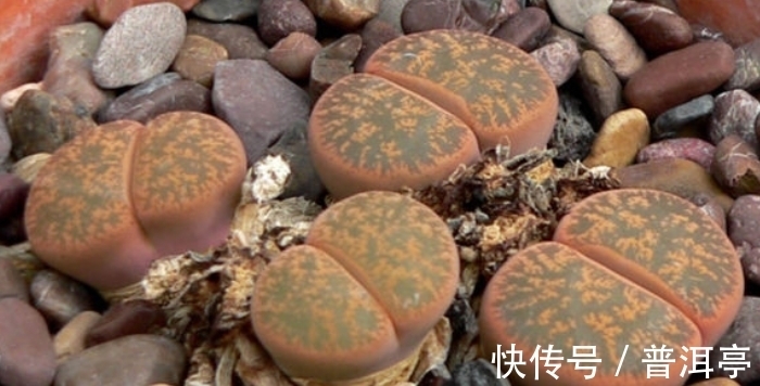 屁股|女子路遇成精怪石，形似屁股样貌奇特，带回家去却笑开了花