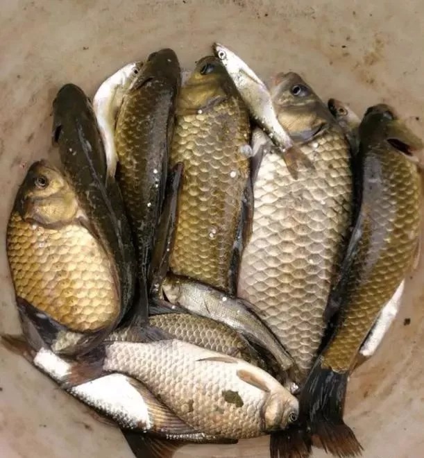 饵料|陌生水域总钓不到鱼?教你3个开饵绝招,钓的都是大家伙