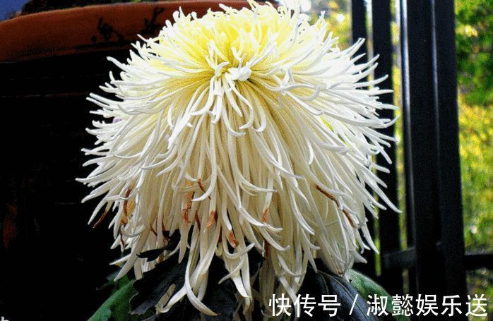 九里香|喜欢菊花，不如养盆“珍贵名菊”长生乐，花开似舞者，花瓣白如玉