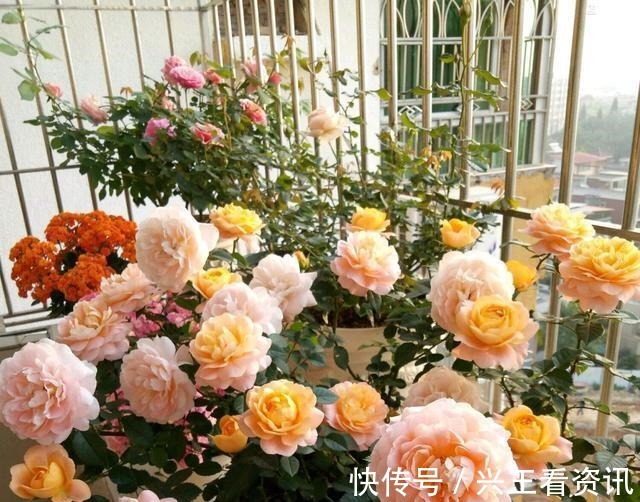 植物|5种花“不吉利”,再喜欢也别放“室内”,你家若有,抓紧搬出去