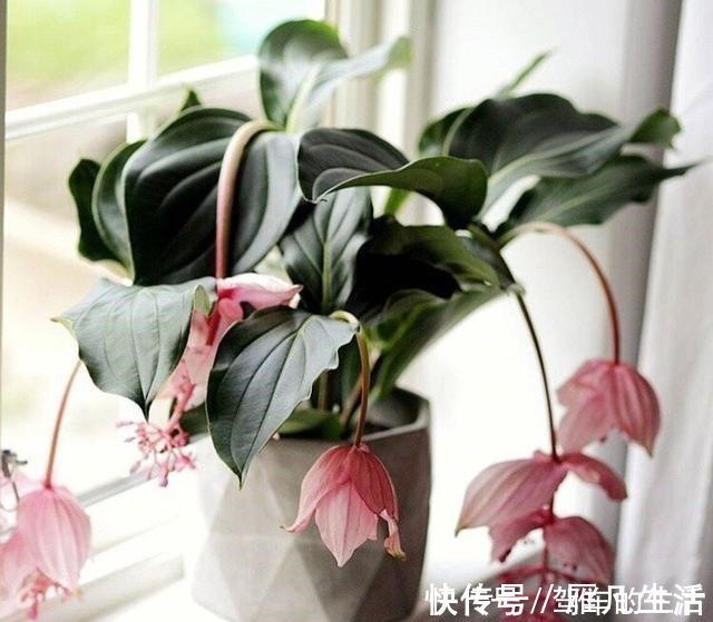 中文译名|国外很火的“网红”盆栽，花叶俱美，花期长达八个月，室内也能养！