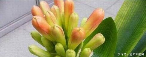 2种小“玩意”扔盆里,君子兰长爆了,5年不施肥,也能1年2次花!