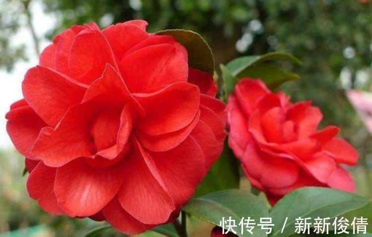 曲瓣|家养这些植物,阳台开出花海,长势好、花色艳,雍容华贵