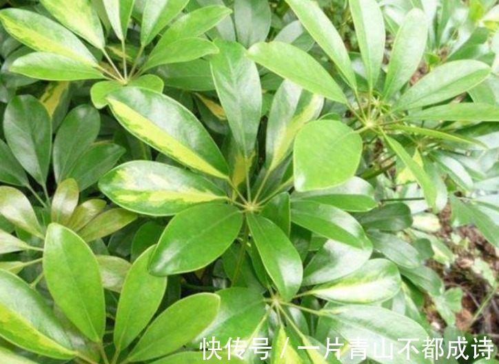 人养花，花也养人，“3种花”家养里，空气清新，还有助于睡眠！