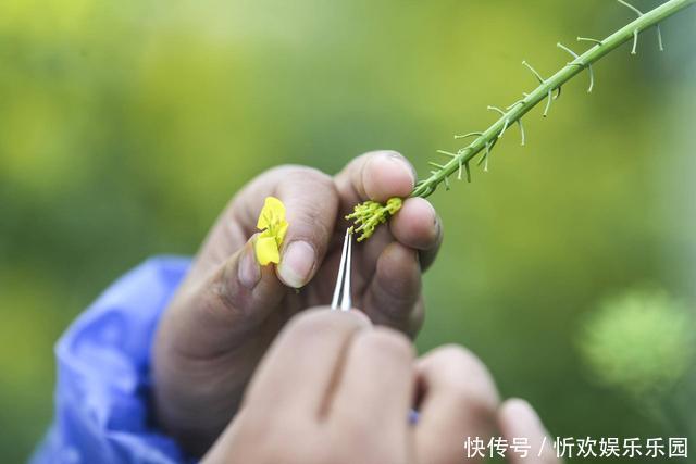 为什么把种子送上太空再下来种，种出来的东西比较大？