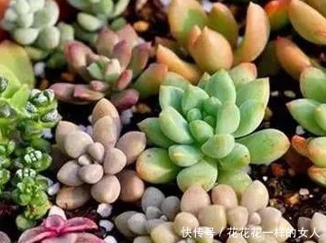 谁说多肉不好养那是你没掌握好要领,做好这些才是关键