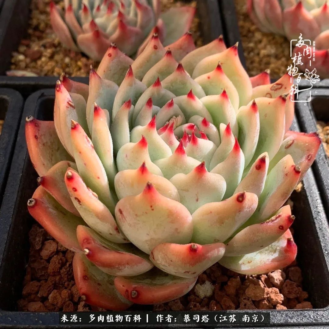 当多肉小白磕上吉娃娃!把自己都要美哭了!