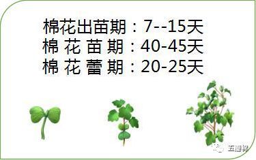 19年棉花要高产壮苗早发是起点 快资讯 19年棉花要高产壮苗早发是起点 快资讯