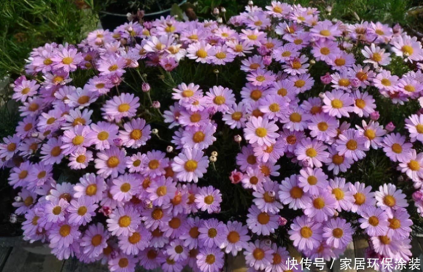 阳台想要变成“花海洋”,养5种花,不仅价格低,而且好养活