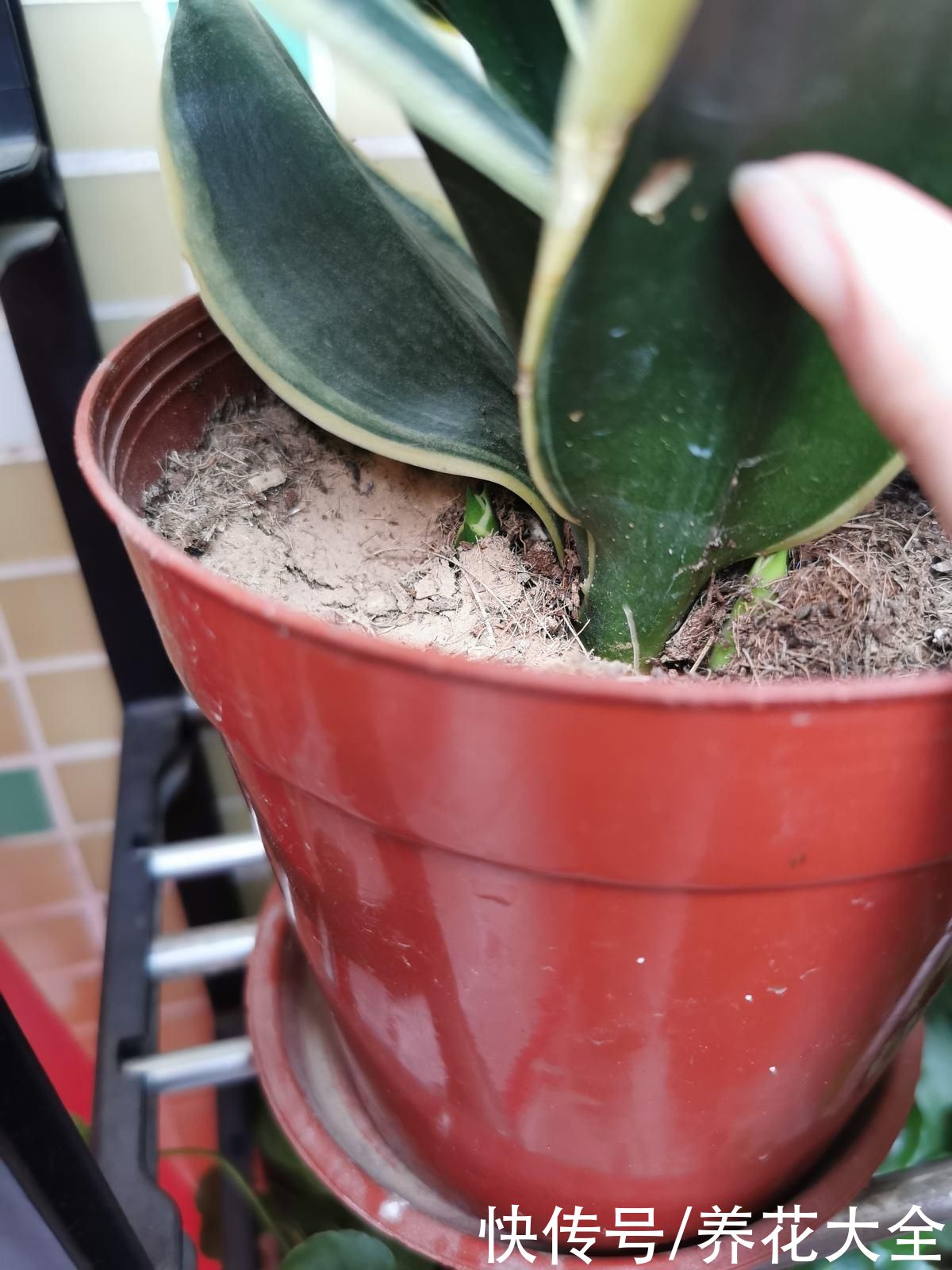 剪片叶子，放土里就能长出一盆，这4种花养到就是赚到