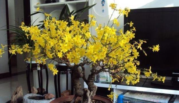 这4种花可以养出“富贵命”，寓意平平安安，聪明的家长都在养